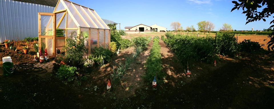 Shawn's greenhouse and garden